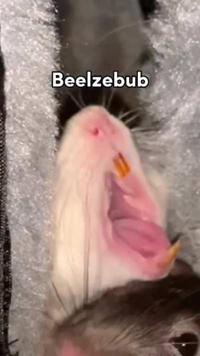 cute rat