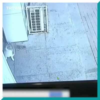 A flying cat, a shoe wearing dog and a man knocked unconscious