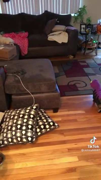 Showing the dog your new costume