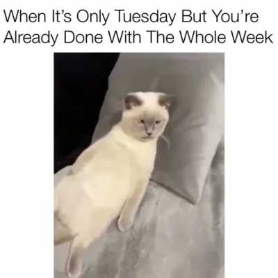 Just one of those days