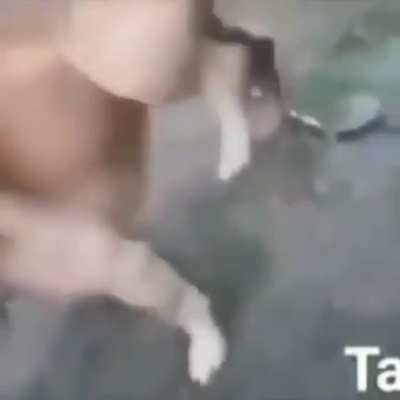 Perro x Gallina
