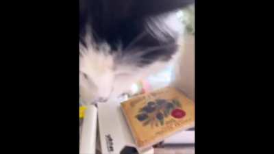 Catnip