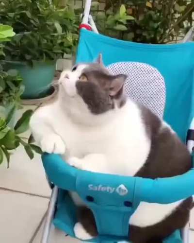 Honey, I think we&rsquo;re gonna need a bigger stroller for the chonk.