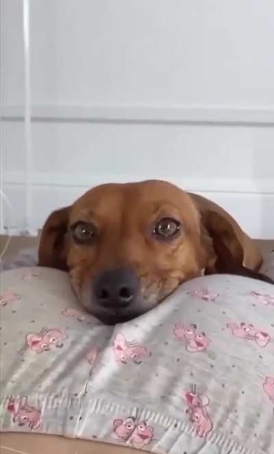 Doggie Relaxing