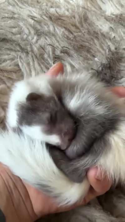 Baby skunk doesn't want to leave palm