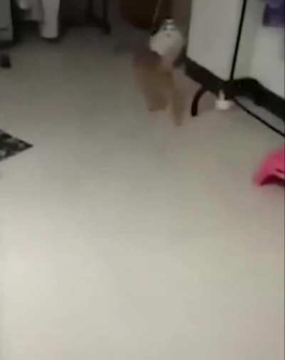 Spinning cat