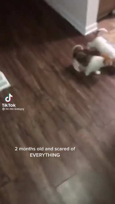 2 months old and scared of everything