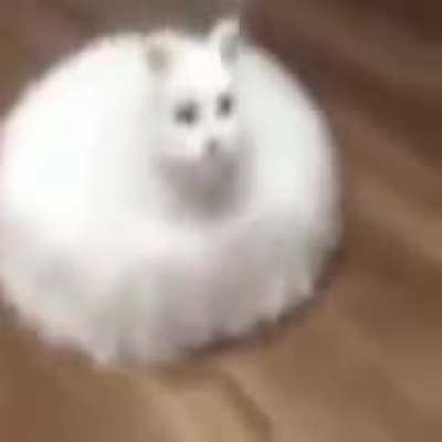 OoOoOoO c&aelig;t