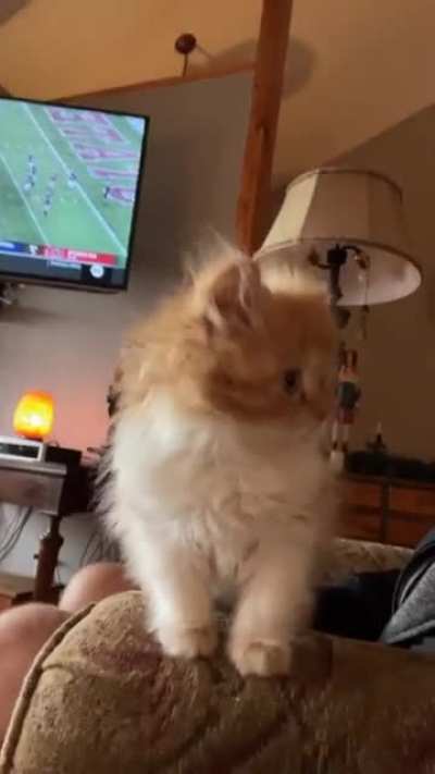 Smitten by my parents illegally smol kitten