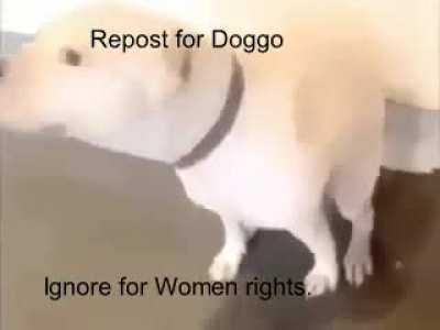 based dog