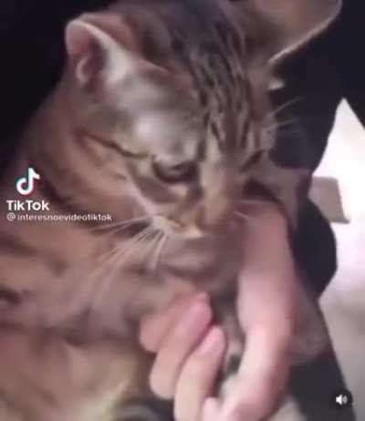 Играл с пчелой и проиграл