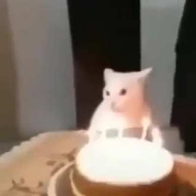 cats