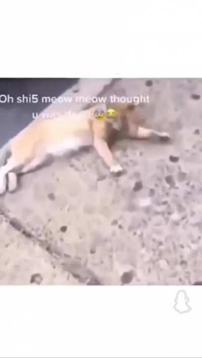 lil meow meow
