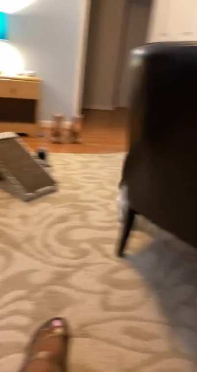 She didn&rsquo;t like that I pushed the carpet underneath her