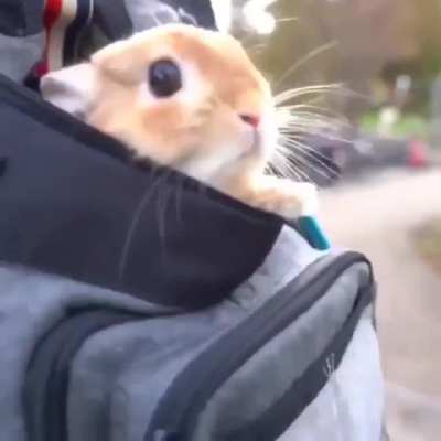 Bun bun!