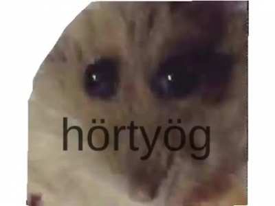Honos&iacute;tott H&ouml;rcs&ouml;g