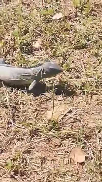 Beautiful iguana spotted in mexico