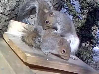 🔥 Squirrel spa 🔥
