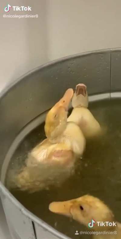INoCceNt dUCkS GeTtInG FrIEd aLIvE
