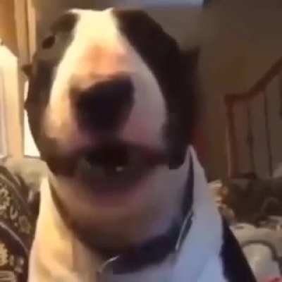 gidi dog