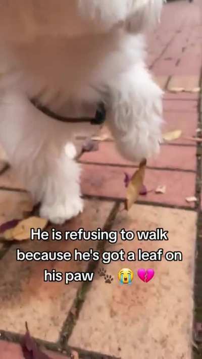 Help, I can&rsquo;t go on!