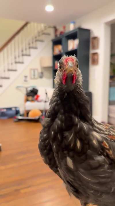 Day 2 of crowing &mdash; First two caught on camera