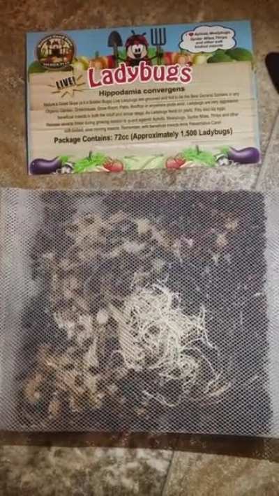 I got ladybugs in the mail. I didn&rsquo;t order them. There&rsquo;s 1500 of them and I live in an apartment.