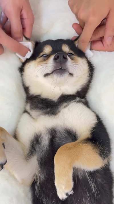 A Pup Is Pampered