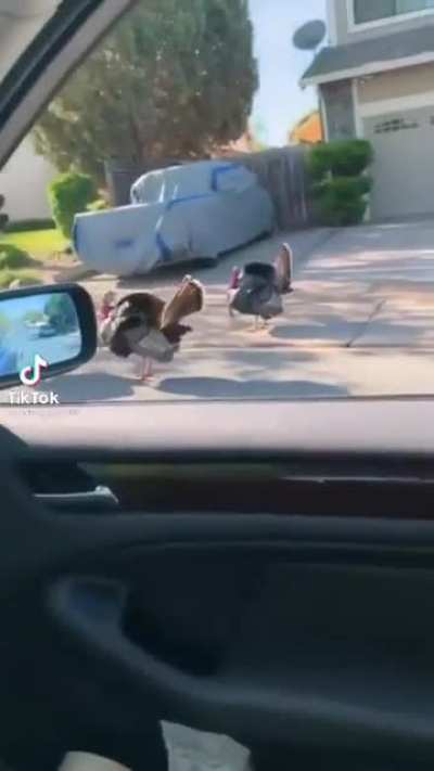 🦃