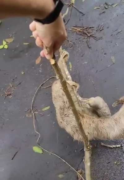 Helping a sloth out of the road