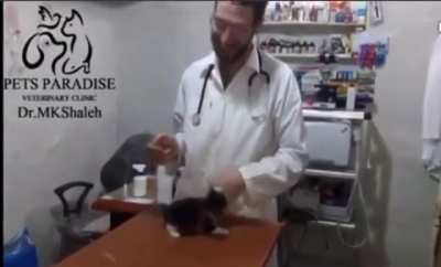 Noisy mad smol kitty is MAD. And noisy - and he doesn&rsquo;t want to get his shot.