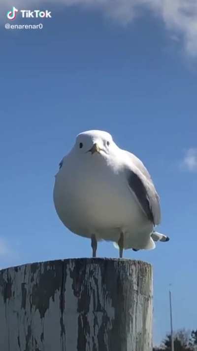 aaaaaa