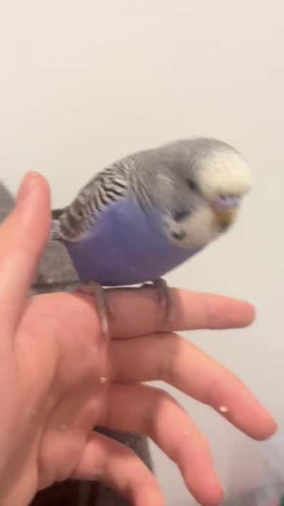 How do y&rsquo;all get ur birb off of u