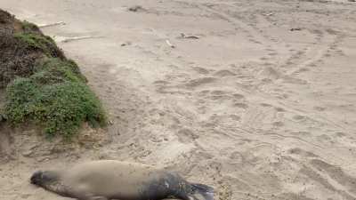 Elephant seal enjoying the beach