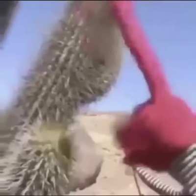 cactus