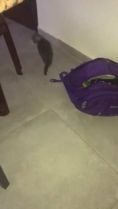 Cute cat