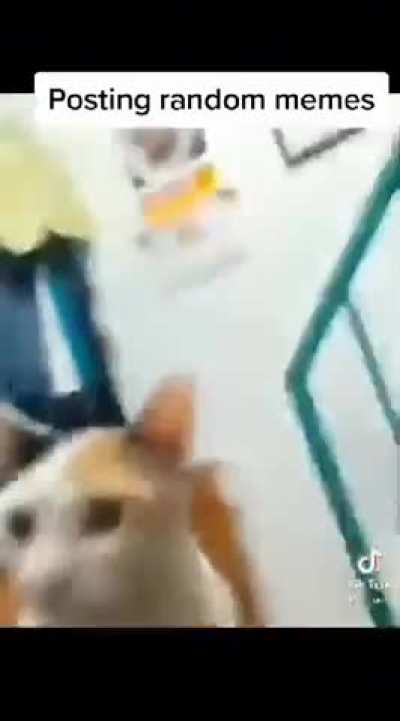 gigacat