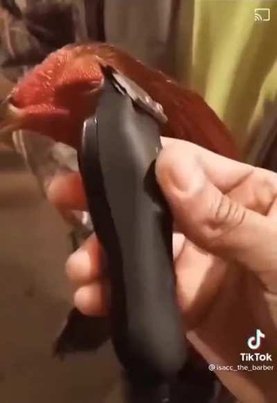 grooming your cock