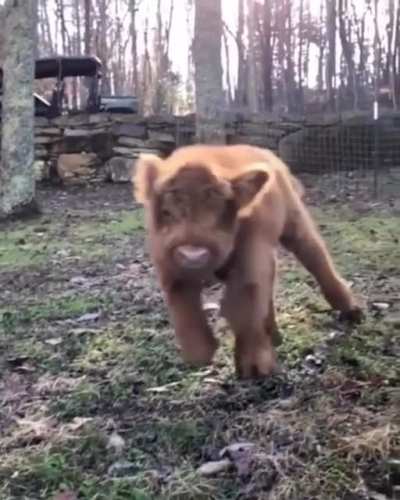 Fluffy calf feeling extra frolicky