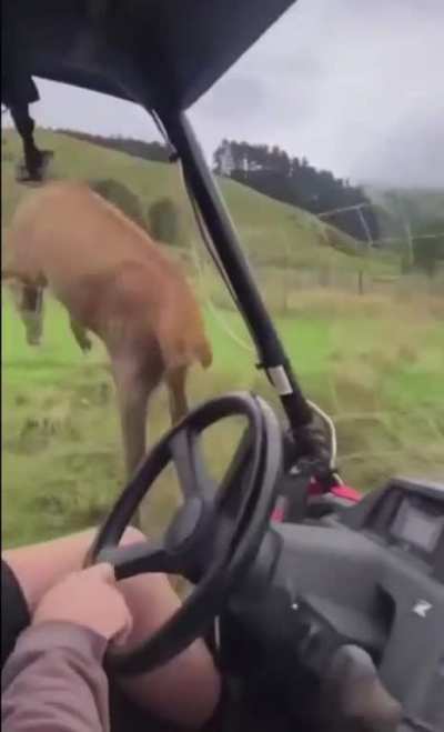 Animal freakout 