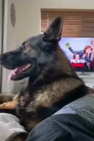 Ayvatoğlu'nun k&ouml;peğiymiş diyollar