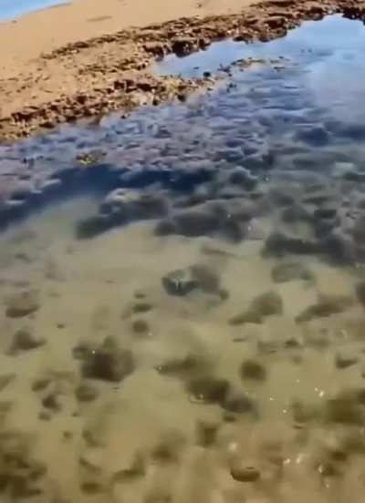 Australian man survives a tiger shark attack and catches a squid with barehands.