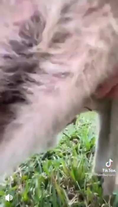 Ever wondered whats inside a kangaroo&rsquo;s pouch ?
