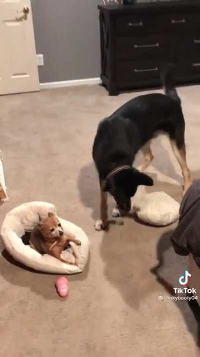 Doggo presents Oscar