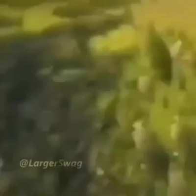 Hola