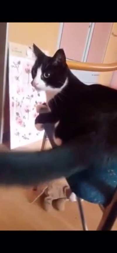 Cat slapping itself