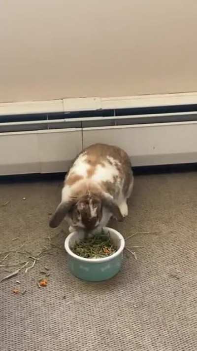 Rascally rabbit