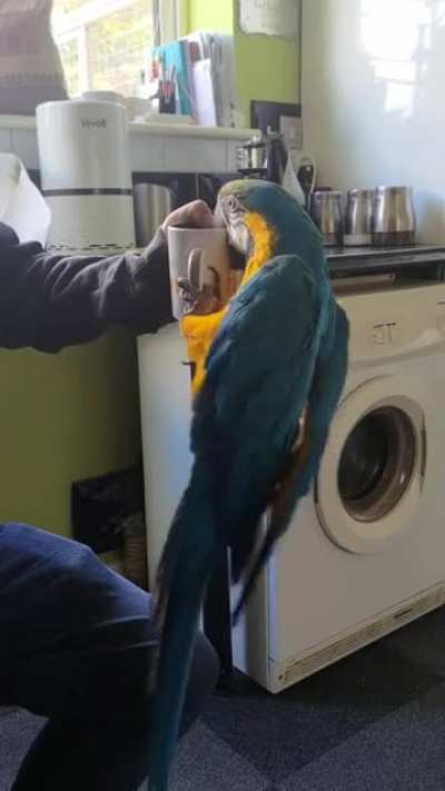 "no tea for you human"