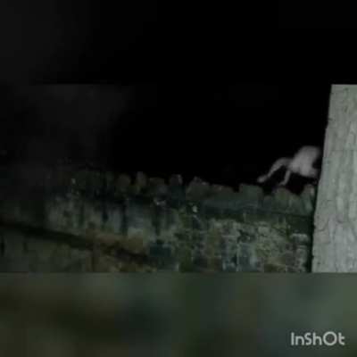 Naked people acting like frogs at night!