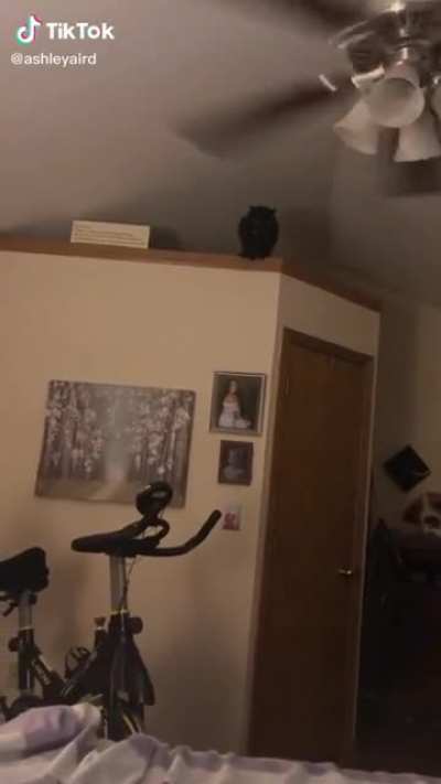 HTDYB trying to jump off a shelf while the fan is on
